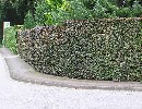 Fagus sylvatica purpurea